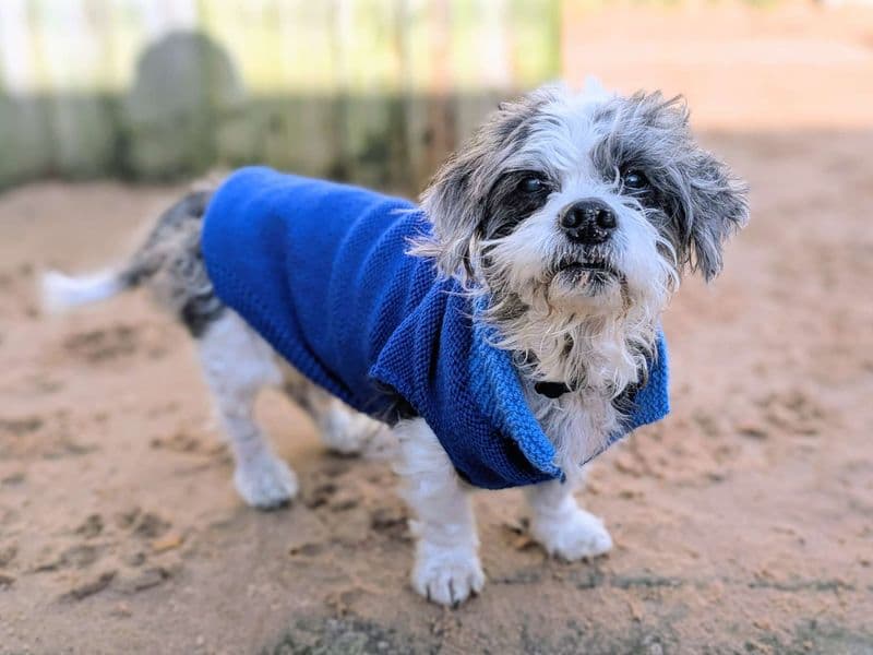Stuart, a 8 years old male Shih Tzu available for adoption from Dogs Trust in Splott, Wales