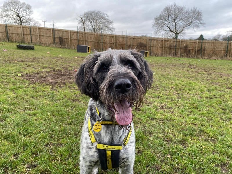 Hooper, a 6 years old male Pointer available for adoption from Dogs Trust in West Calder, Scotland