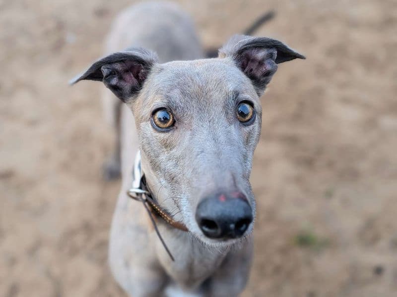 Bongus, a 6 years old male Greyhound available for adoption from Dogs Trust in Splott, Wales