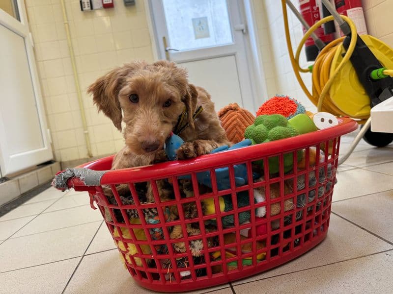 Mash, a 2 years old female Poodle available for adoption from Dogs Trust in Snetterton, Norfolk