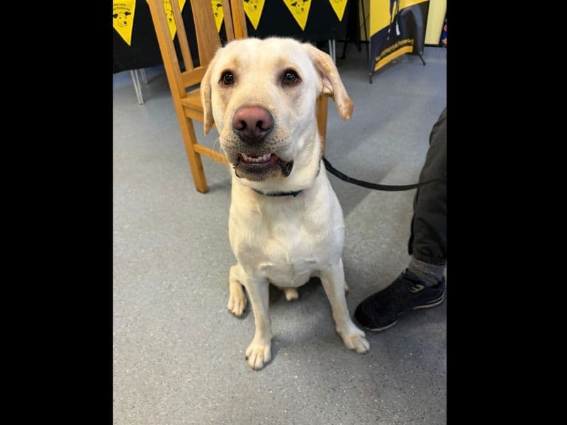 Max, a 2 years old male Labrador available for adoption from Dogs Trust in Kenilworth, Warwickshire