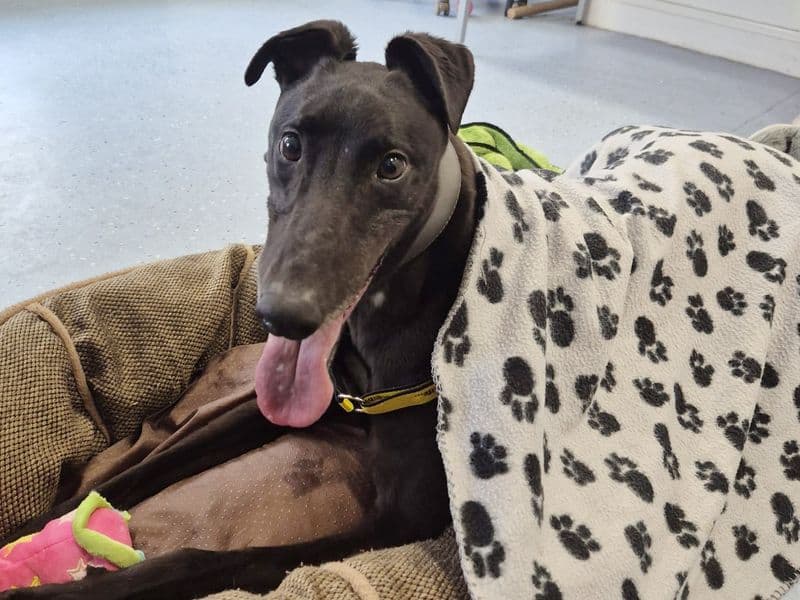 Trout, a 4 years old male Greyhound available for adoption from Dogs Trust in Leeds, West Yorkshire