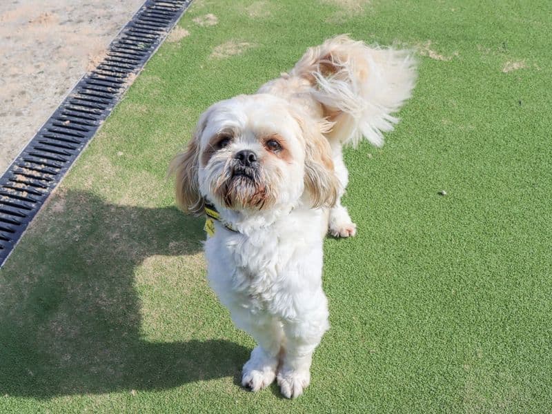 Kirby, a 4 years old male Lhasa Apso available for adoption from Dogs Trust in Evesham, West Midlands