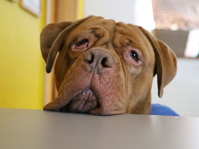 Oscar, a 6 years old male Dogue de Bordeaux available for adoption from Dogs Trust in Leeds, West Yorkshire