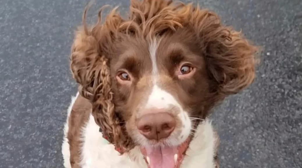 Charlie, a 5 years old male English Springer Spaniel available for adoption from English Springer Rescue in Northwich, Cheshire