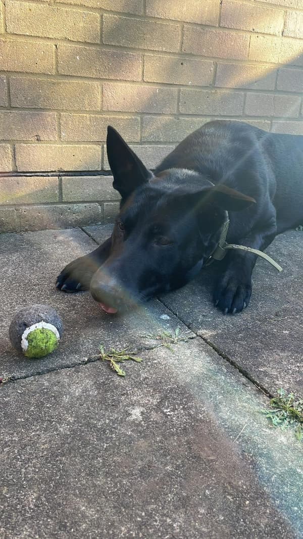 Rolo, a Unknown old male German Shepherd available for adoption from German Shepherd Dog Rescue in North East