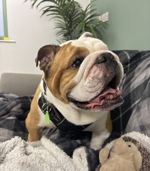 Bubba, a 9 years old male Bulldog available for adoption from Jerry Green Dog Rescue in Brigg, Lincolnshire