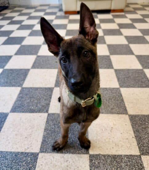 Cornetto, a 3 months old female Belgian Malinois available for adoption from Jerry Green Dog Rescue in Brigg, Lincolnshire
