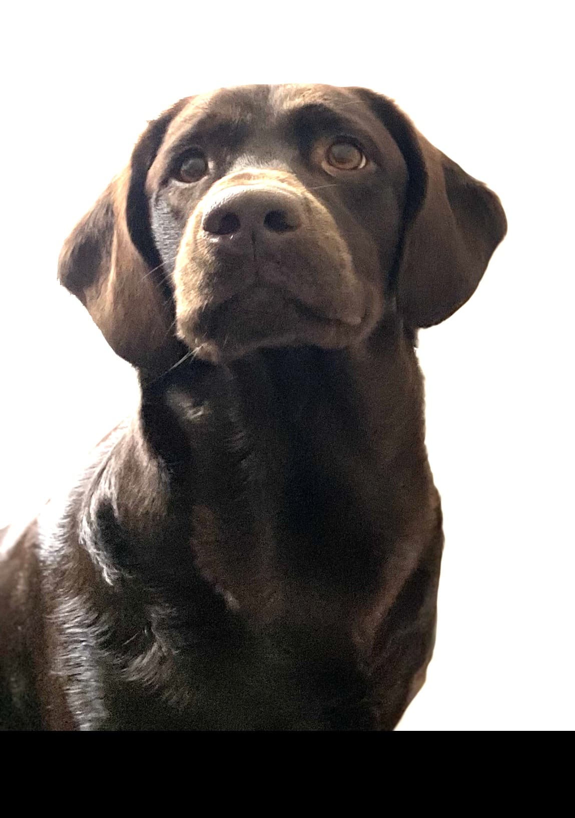 China, a 6 years old male Labrador available for adoption from Labrador Retriever Rescue in Guildford, Surrey