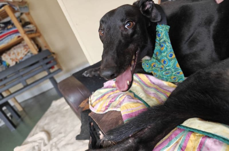 Turbo, a 3 years old male Greyhound available for adoption from Leicester Animal Aid in Leicester, Leicestershire