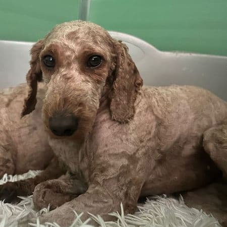 Cress, a 2 years old female Miniature Poodle available for adoption from Many Tears Animal Rescue in Llanelli, Carmarthenshire