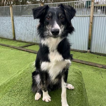 Minty, a 1 year old male Collie available for adoption from Many Tears Animal Rescue in Cross Hands, Wales