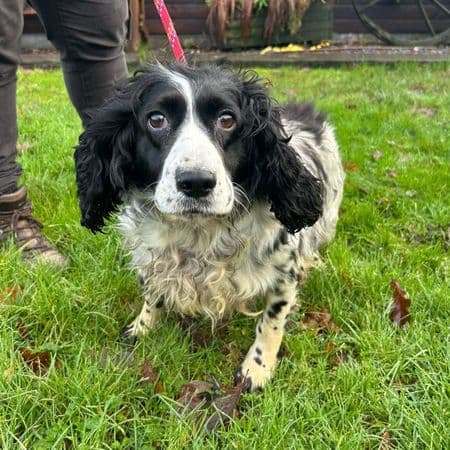 Cookie, a 7 years old female Cocker Spaniel available for adoption from Many Tears Animal Rescue in Cross Hands, Wales