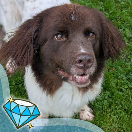 Ottawa, a 9 years old female Newfoundland available for adoption from Many Tears Animal Rescue in Cross Hands, Wales