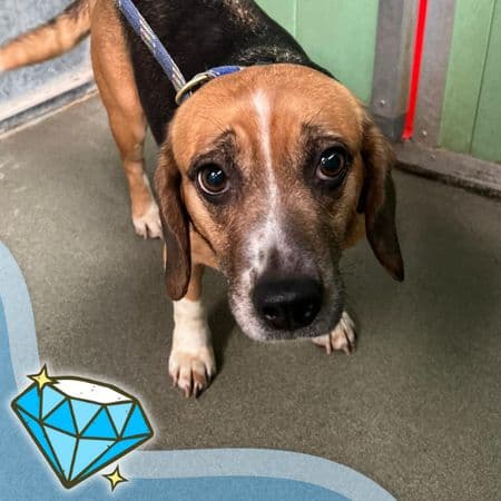 Reet, a 7 years old female Beagle available for adoption from Many Tears Animal Rescue in Cross Hands, Wales