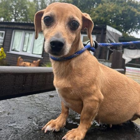 Hale, a 7 years old female Dachshund available for adoption from Many Tears Animal Rescue in Cross Hands, Wales