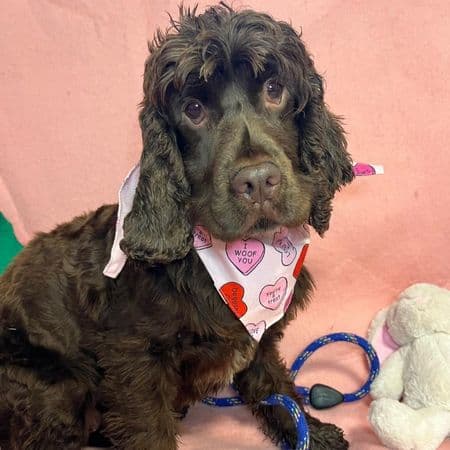 Jelly, a 6 years old female Cocker Spaniel available for adoption from Many Tears Animal Rescue in In Foster: Wakefield, West Yorkshire