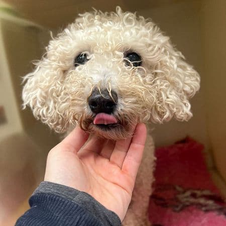 Lily May, a 8 years old female Bichon Frise available for adoption from Many Tears Animal Rescue in Wales