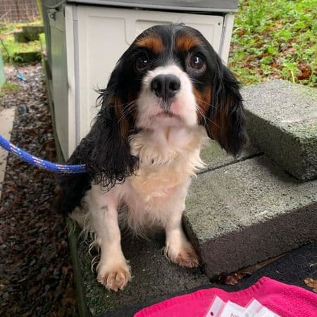 Mable, a 5 years old female Cavalier King Charles Spaniel available for adoption from Many Tears Animal Rescue in Cross Hands, Wales