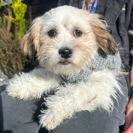 Meadow, a 4 months old female Shih Tzu available for adoption from Many Tears Animal Rescue in Cross Hands, Wales