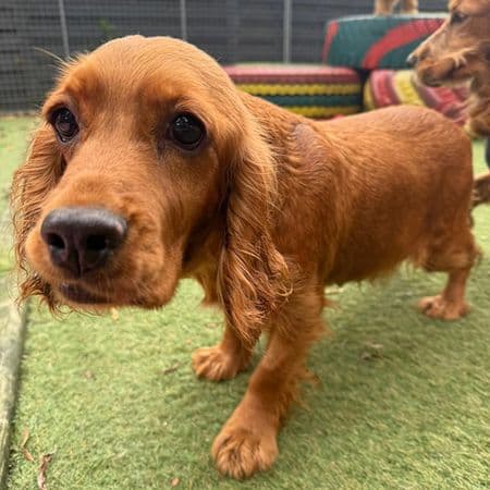 Onyx, a 7 years old female Cocker Spaniel available for adoption from Many Tears Animal Rescue in Cross Hands, Wales