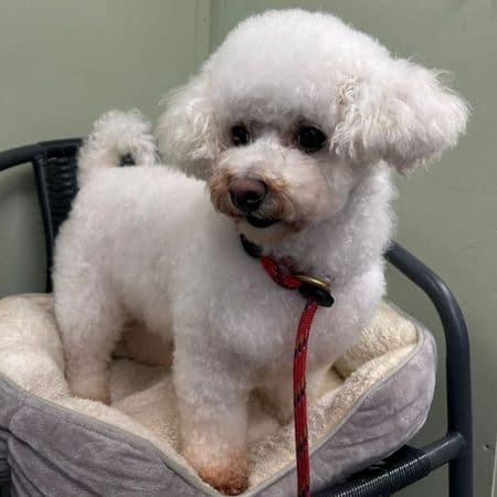 Violet, a 4 years old female Bichon Frise available for adoption from Many Tears Animal Rescue in Cross Hands, Wales