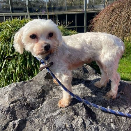 Ella, a 6 years old female Maltese available for adoption from Many Tears Animal Rescue in Cross Hands, Wales
