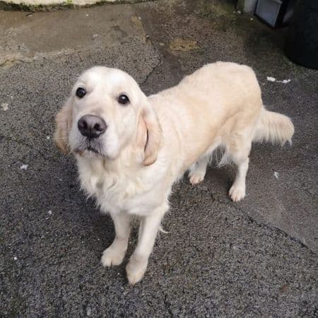 Vienna, a 8 years old female Golden Retriever available for adoption from Many Tears Animal Rescue in Cross Hands, Wales