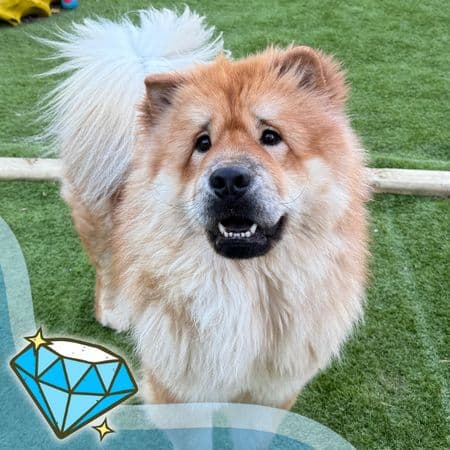 Royal, a 1 year old male Chow Chow available for adoption from Many Tears Animal Rescue in Cross Hands, Wales