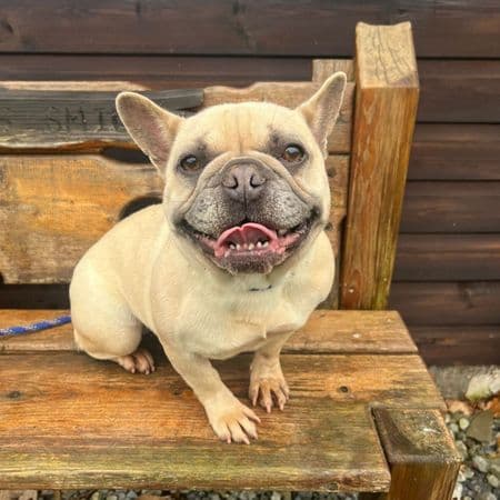 Tim Tam, a 2 years old female French Bulldog available for adoption from Many Tears Animal Rescue in Cross Hands, Wales