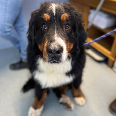 Wasabi, a 6 years old male Bernese Mountain Dog available for adoption from Many Tears Animal Rescue in Cross Hands, Wales