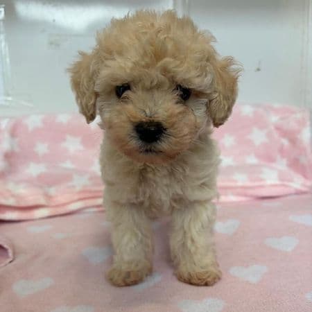 Wilson, a 2 months old male Poodle available for adoption from Many Tears Animal Rescue in Cross Hands, Wales