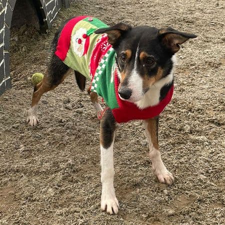 Zac, a 3 years old male Collie available for adoption from Many Tears Animal Rescue in Cross Hands, Wales