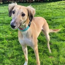 Liam, a 2 years old male Saluki available for adoption from Norfolk Greyhound Rescue in Norwich, Norfolk