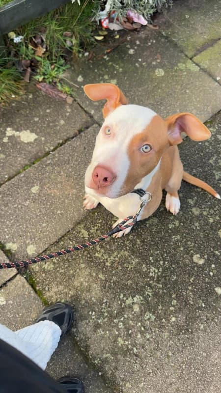 Prince, a 5 months old male Staffordshire Bull Terrier available for adoption from Staffie Smiles Rescue in Forfar, Scotland