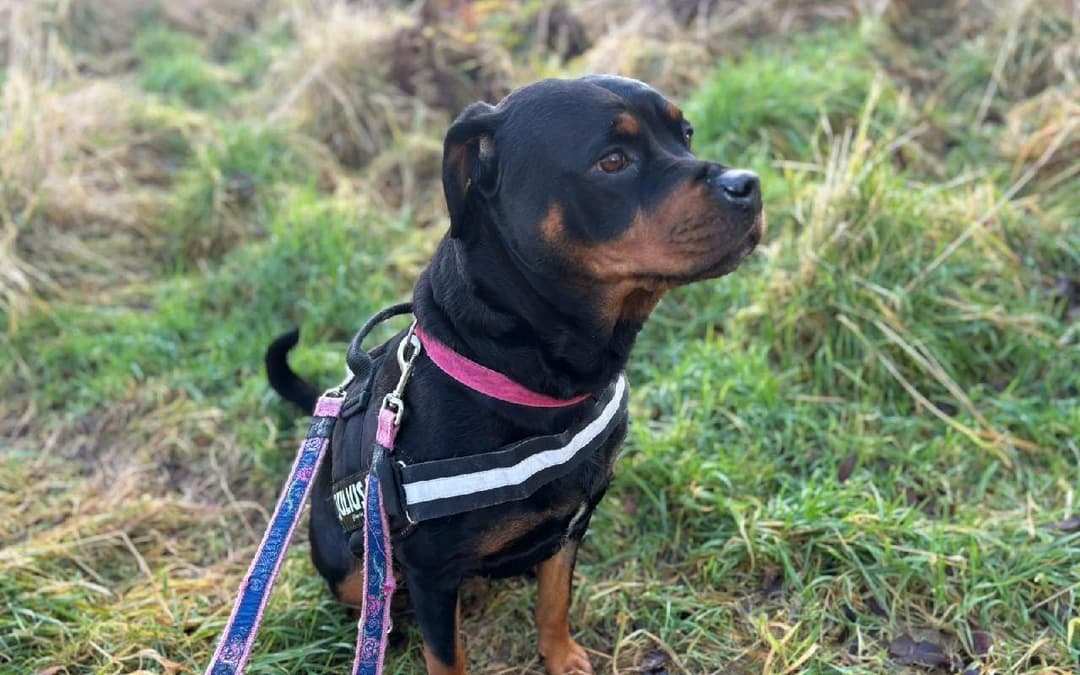 Spca Rottweiler Adopt a Rottweiler Dog | Rescue Finder UK