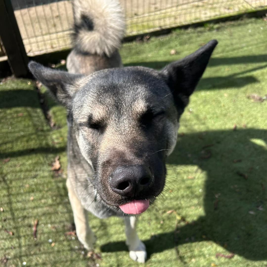 RSPCA | UK Dog Rescue Charity in UK | Rescue Finder