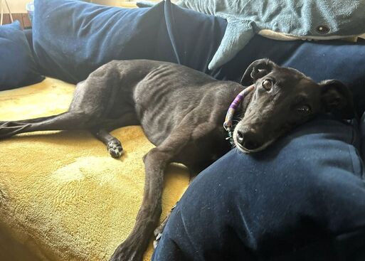 Daffy, a 4 years old female Greyhound available for adoption from Alpet Poundies Rescue in Codsall, Staffordshire