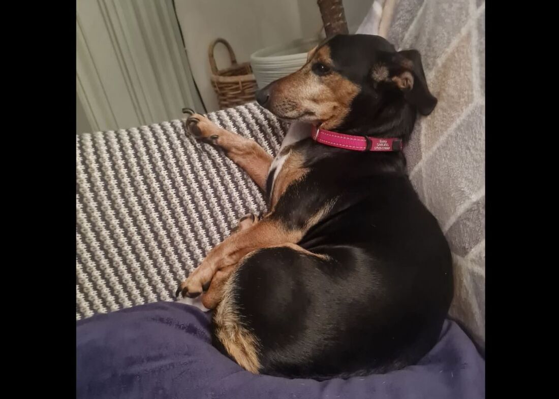 Buddy, a 7 years old male Dachshund X Jack Russell Terrier available for adoption from Alpet Poundies Rescue in Llandysul, Wales
