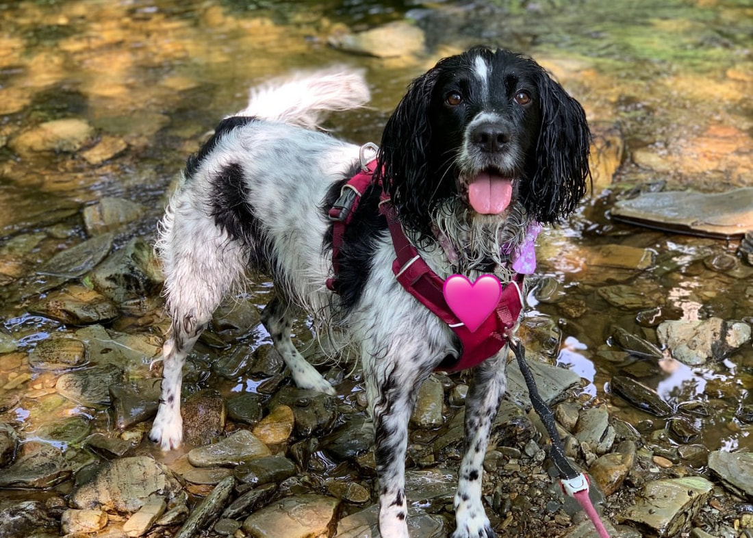 Minnie, a 9 years old female English Springer Spaniel available for adoption from Alpet Poundies Rescue in Llandysul, Wales