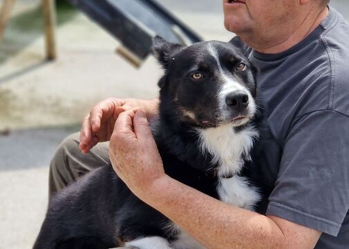 Roscoe, a Unknown old male Border Collie available for adoption from Alpet Poundies Rescue in Llandysul, Wales