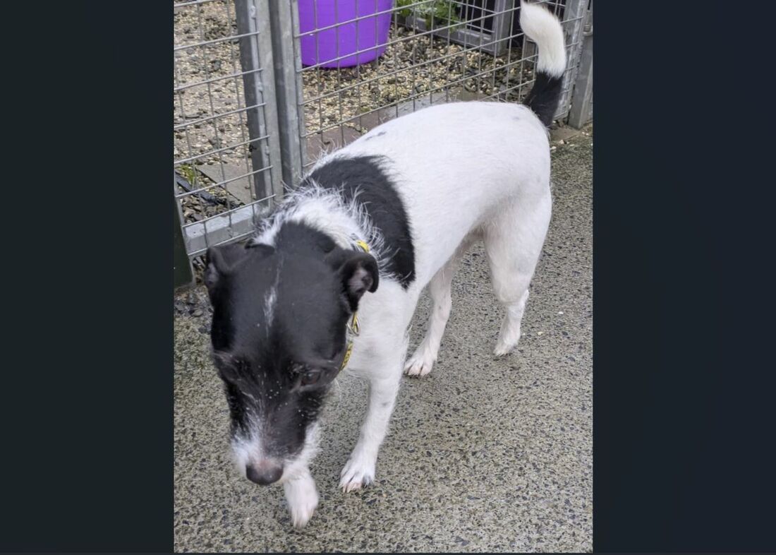Kobe, a 5 years old male Jack Russell Terrier available for adoption from Alpet Poundies Rescue in Llandysul, Wales