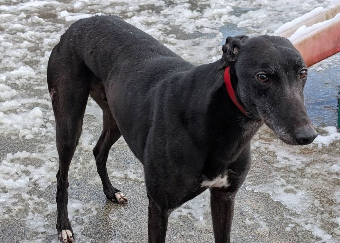 William, a 5 years old male Greyhound available for adoption from Alpet Poundies Rescue in Llandysul, Wales