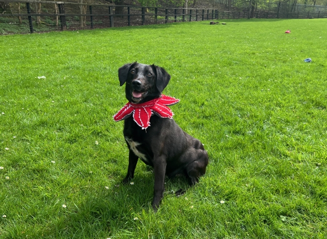 Tilly, a 6 years old female Labrador available for adoption from Dog Help Us in West Midlands